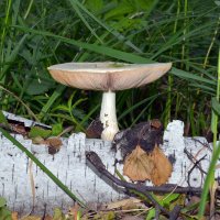 Несъедобный  гриб :: Геннадий Супрун
