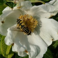 Голандская пчелка :: АЛЕКСАНДР МИНКОВИЧ