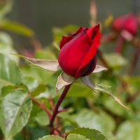 Красная роза :: Николай Николенко