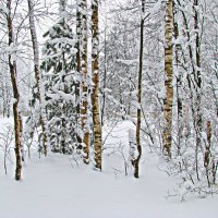 Зимняя акварель :: Наталья 