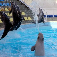 Коктебельский дельфинарий :: Ирина Фирсова