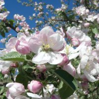 Яблони в цвету - весны творенье! :: Елена Елена