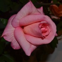 Розовые розы. :: zoja 