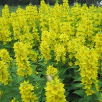 Желтые цветы :: Ольга Теткина
