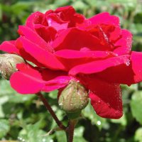 В моём саду мерцают розы красные! :: Людмила Ларина