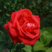 Красная роза - роза любви! :: Николай Николенко
