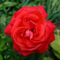 Красная роза - роза любви!!! :: Николай Николенко