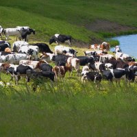 на лугу  пасутся  ко...  правильно -  коровы ... :-) :: Galina Leskova