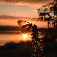 Бабочка на закате :: Нина Штейнбреннер