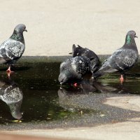 "Эй Вы, трое, ко мне - двое на "фишку" пока мы пьем воду.." В-) :: Дмитрий Иншин