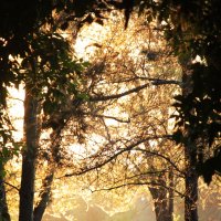 Деревья одетые в золото солнца вечернего ... :: Наталья Якубаева