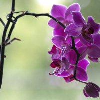 орхидея :: Вячеслав 