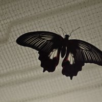 Бабочка :: Oksana Sambros