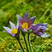 Цветы в Альпах :: Валерий Живило