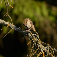 Утренние процедуры. :: Юрий Скрипченков 