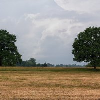 Повесть о луговых великанах :: Ирина Приходько