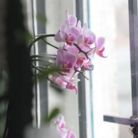 Орхидея :: Катерина Шептий