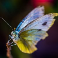 Бабочка :: Александр Хорошилов