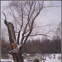 Зима в Павловске :: vadim 