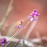 цветок :: Евгений Предыбайло