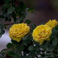 кустик желтой розы :: gribushko грибушко Николай
