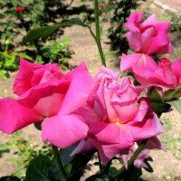 Розовые розы... :: Нина Бутко