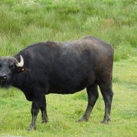 Азиатский буйвол :: Natalia Harries