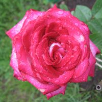 Прекрасная роза :: Джулия К.