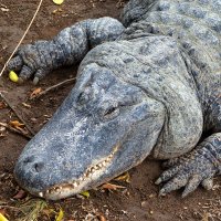 Крокодил Гена. :: ФОТО ОХОТНИК
