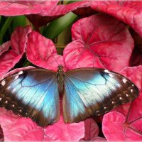 Тропическая бабочка :: Эля Юрасова
