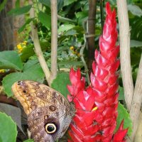 Бабочка  Caligo eurilochus тропическая :: Эля Юрасова