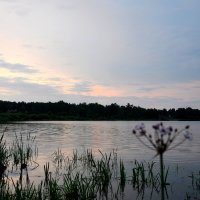 Летний вечер на озере :: Ирина Н