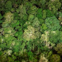 Тропические леса Рио :: Antarien Anta