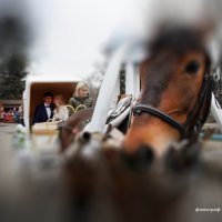 С точки зрения лошади ... :: Александр Агафонов