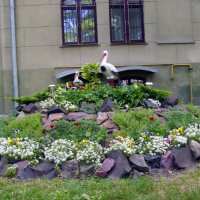 Декоративная  клумба  в  Ивано - Франковске :: Андрей  Васильевич Коляскин