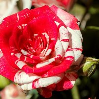 розы в саду :: Svetlana Galvez