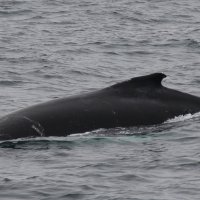 Серый калифорнийский кит :: Размик Марабян