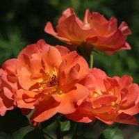 Три розы.. или четыре :: Valentina Radygnay