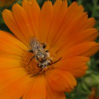 Мокрая пчела :: Елена Годенко