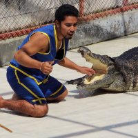 Таиланд, шоу крокодилов :: Юрий Петряев