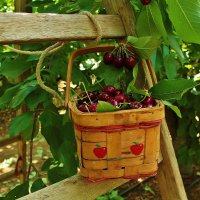 Созрели  вишни  в  саду  у  дяди  Вани.... :: Natalia 