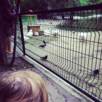 zoo Novosibirsk :: Серафима 