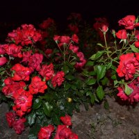 Цветы ночью :: Ирина Дыкина
