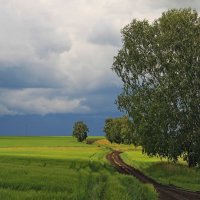 Во  поле  берёзка (или  берёзки)... :: Vlad Borschev