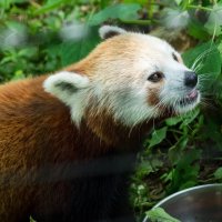 Red Panda :: Vadim Raskin