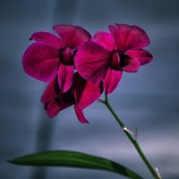 Гибридная орхидея :: Ирина Приходько