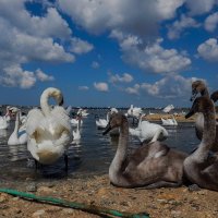Дикие лебеди круглый год на озере Сасык-Севаш в Крыму :: Марина Кулькова