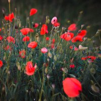 Poppies :: Олексій Бачурський