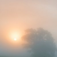 утро..дерево..туман... :: дмитрий посохин