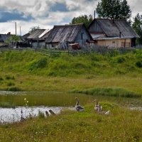 Жили у бабуси ТРИ весёлых гуся...)) :: Владимир Хиль